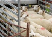 Animal Welfare: ANIT Committee discuss transport of live animals to non-EU countries